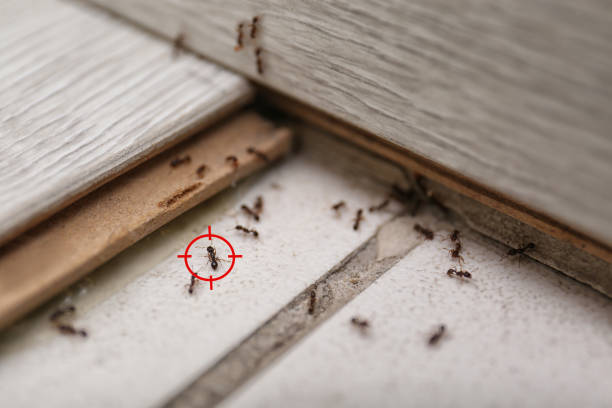 Best Mosquito Control Services  in Thorofare, NJ