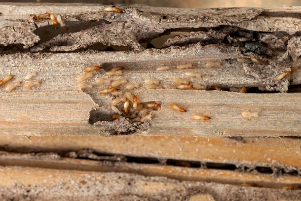 Best Emergency Pest Control  in Thorofare, NJ